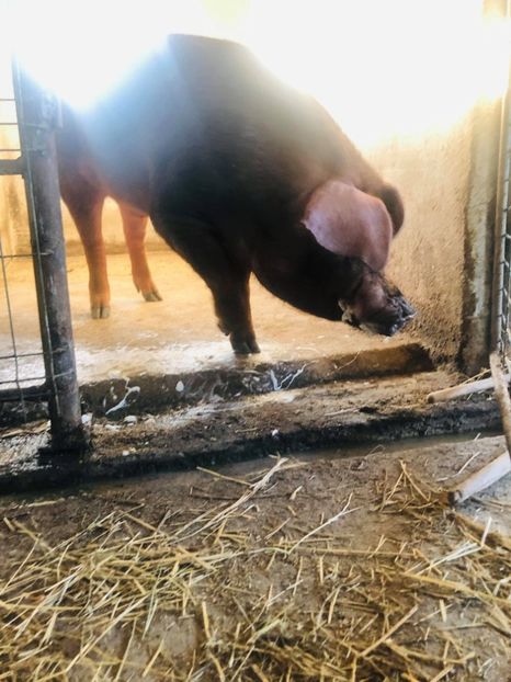  - porci purcei Duroc