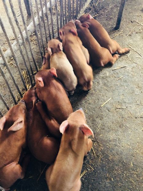 66706622_1304497586392219_4098592702508040192_n (1) - porci purcei Duroc
