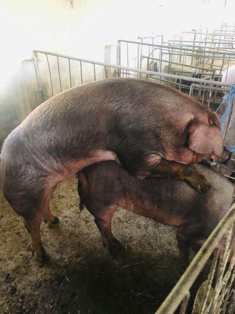  - porci purcei Duroc
