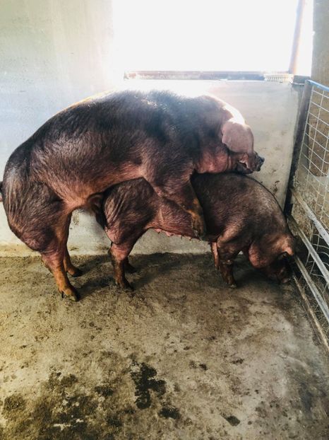  - porci purcei Duroc