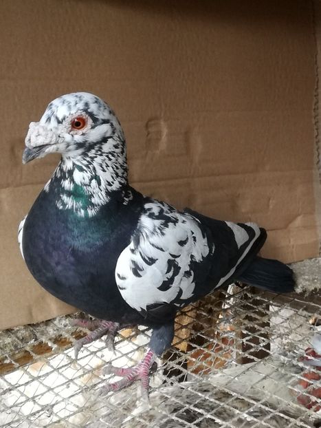 M 2018 - Matca pt 2020