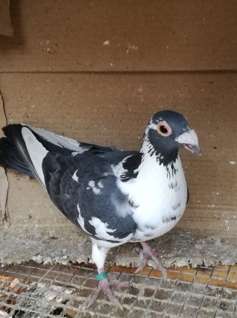 ????2019 - Matca pt 2020