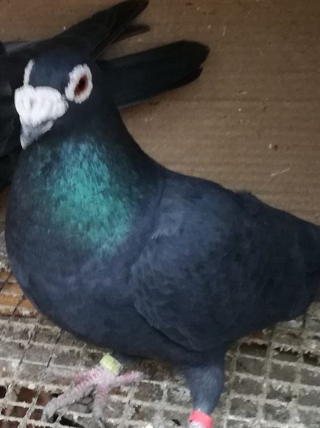 M2017 - Matca pt 2020