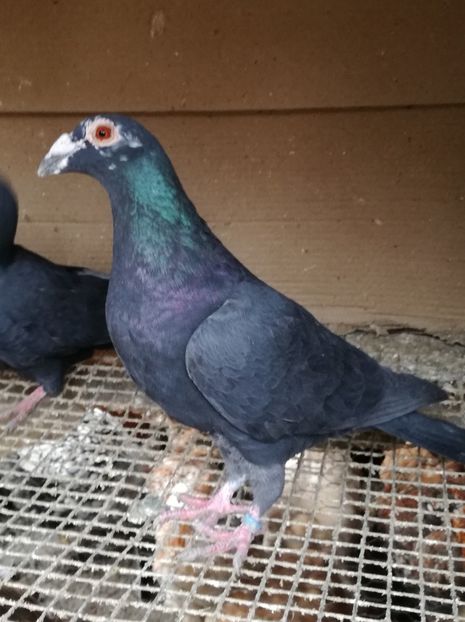 M 2019 - Matca pt 2020