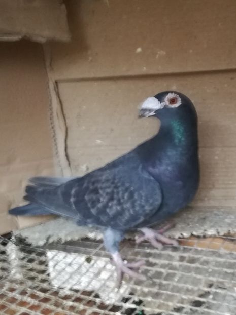 F 2019 - Matca pt 2020