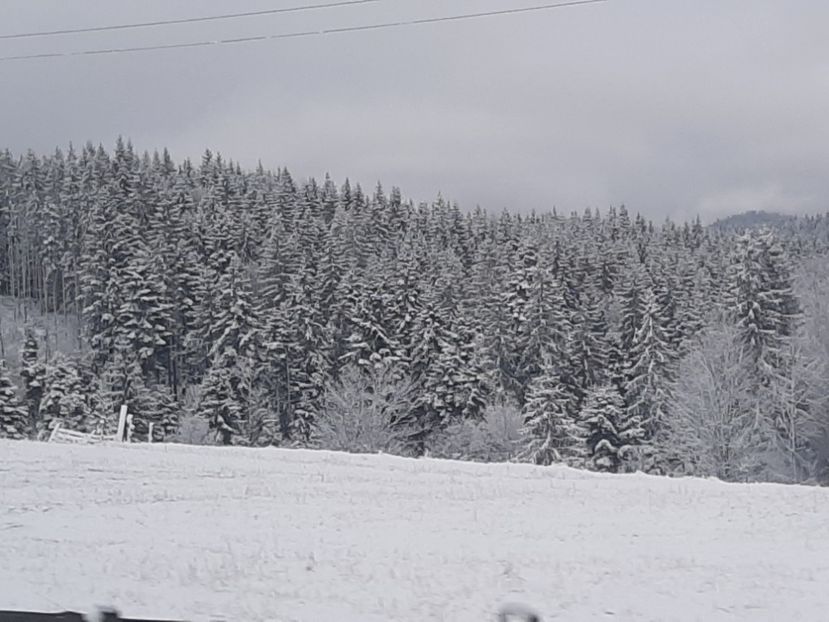  - Iarna Bucovina