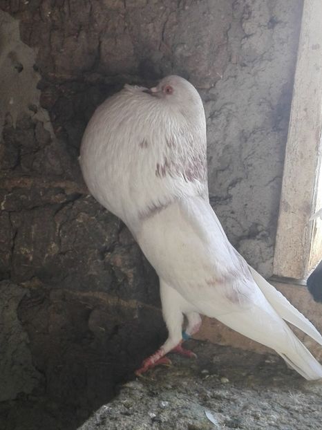 Mascul 2018 - 29 Gusati Norwich