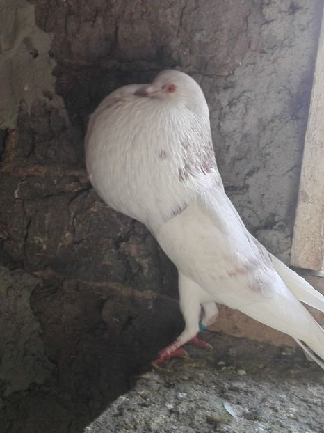 Femela 2014 - 29 Gusati Norwich