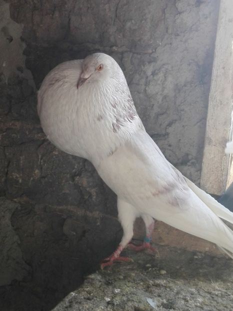 1 - 29 Gusati Norwich