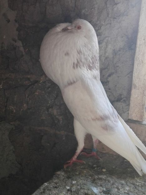 2 - 29 Gusati Norwich