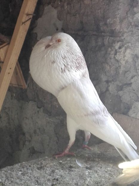 3 - 29 Gusati Norwich