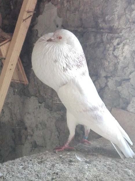 4 - 29 Gusati Norwich