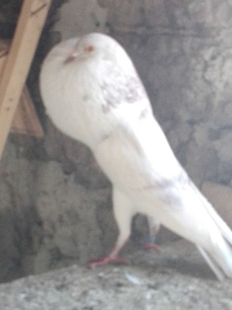 5 - 29 Gusati Norwich