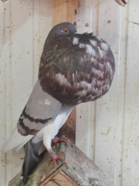 8 - 29 Gusati Norwich