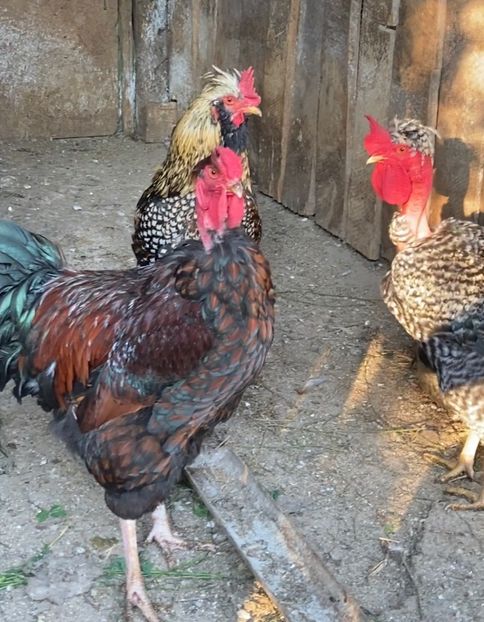 A24461D2-09A6-47DF-B12E-5754E0AF6616 - Puisori 2019