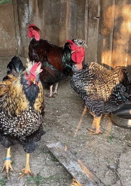 D9024F60-9DFA-4C3F-8D35-002F74560FB1 - Puisori 2019