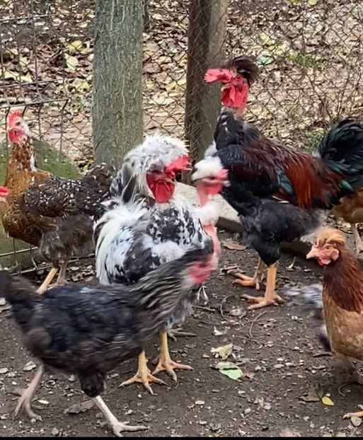 8AF3CF3F-C913-4E31-B13C-5FDE73A2ED60 - Puisori 2019