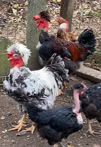 B1E3198E-2B50-450F-BCC4-C2C28E56050A - Puisori 2019