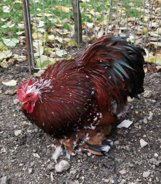 E57E91BF-94F3-4B1D-988F-3CEACC40E3BC - Puisori 2019