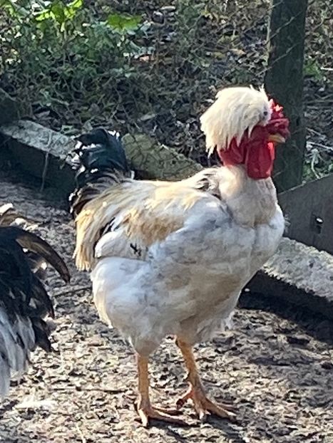 8C97917C-B6DA-4472-B473-80718072F78E - Puisori 2019