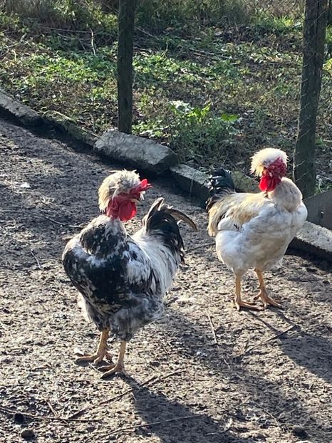 EAA01B23-5E13-4F67-B0CC-E91C105F40D0 - Puisori 2019