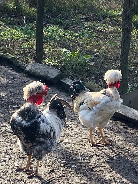 8DD6E04A-4FEA-479F-BC9E-9F1D4C3AF2F6 - Puisori 2019