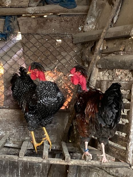 3D8F2337-90FD-4506-8498-24964AAC688C - Puisori 2019