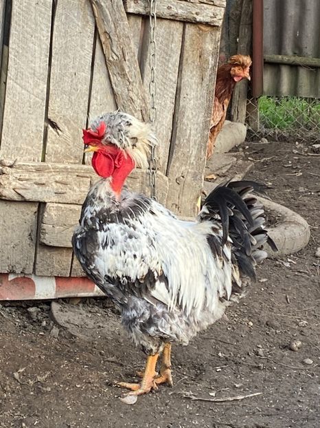 0B294910-5D83-4145-A432-EE830752DE61 - Puisori 2019