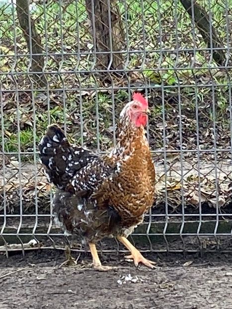 BDE2043C-D3D5-47C5-A05F-FA9295FF3411 - Puisori 2019