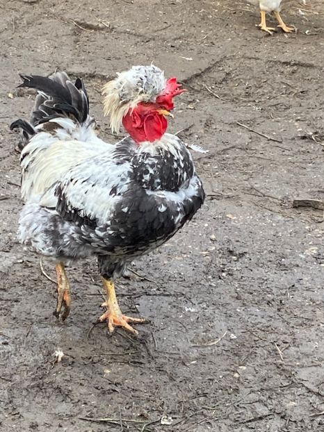 C4458E7C-4161-4F29-B1F1-55D1F9CFC793 - Puisori 2019