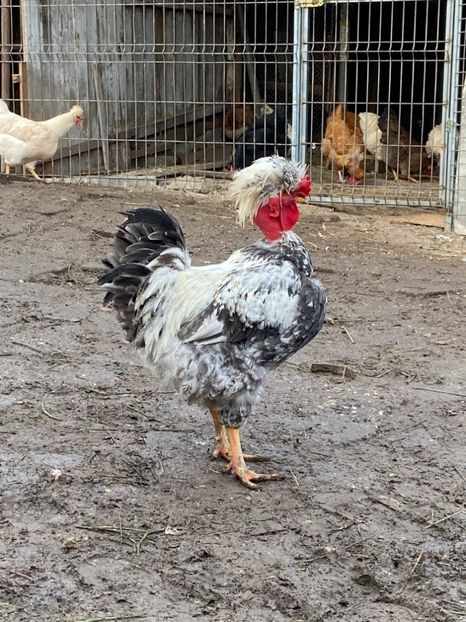 3B78353E-F128-47A4-BCA8-6BB99C0AD8F8 - Puisori 2019