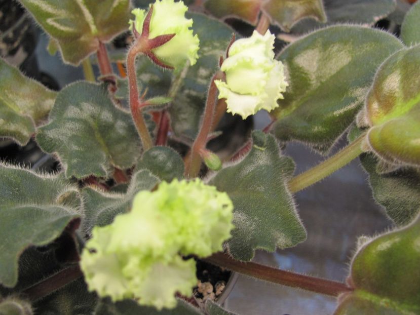  - RS Lesnoe Kruzhevo