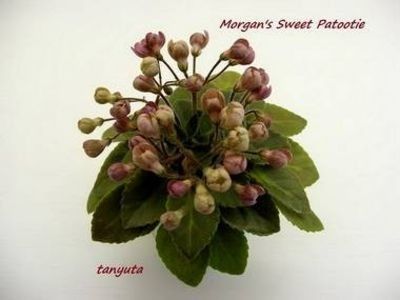 111673801_KNAIPPA - Morgan s Sweet Patootie