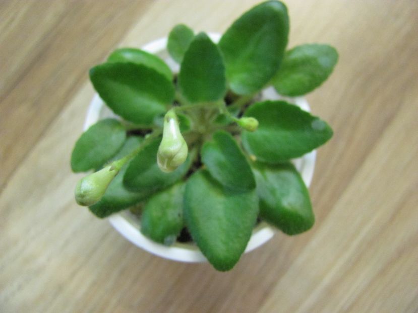  - Morgan s Sweet Patootie