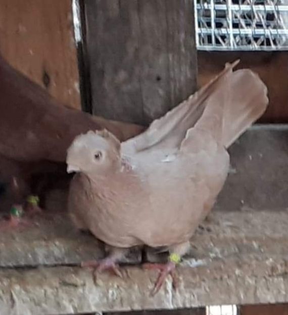  - 8-Jucatorii de Ardeal vechi