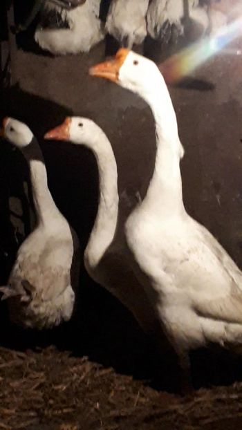 VideoCapture_20191225-002940 - 9 GASTE CHINEZESTI ALBE RASA PURA