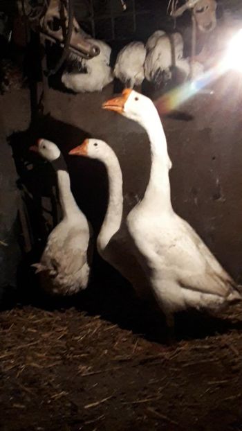 VideoCapture_20191225-002945 - 9 GASTE CHINEZESTI ALBE RASA PURA