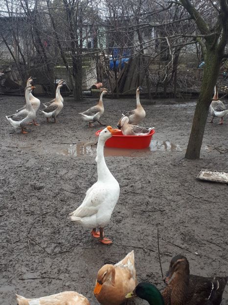  - 9 GASTE CHINEZESTI ALBE RASA PURA