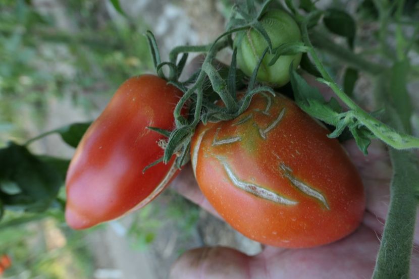 GIANT PLUM RED (1) - GIANT PLUM RED