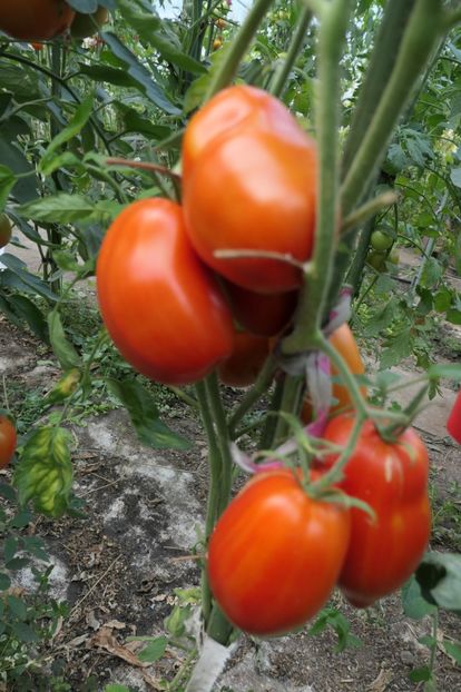 GIANT PLUM RED (24) - GIANT PLUM RED