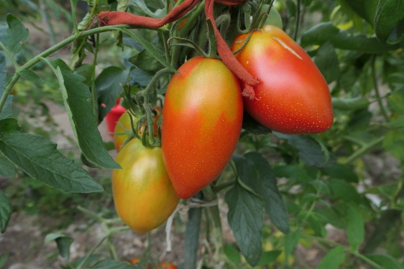 GIANT PLUM RED (28) - GIANT PLUM RED