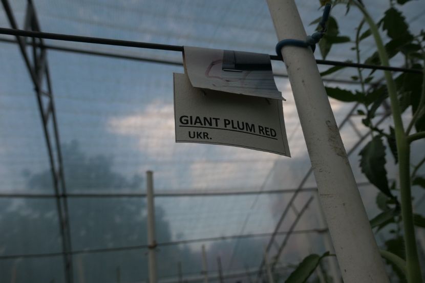 GIANT PLUM RED (30) - GIANT PLUM RED