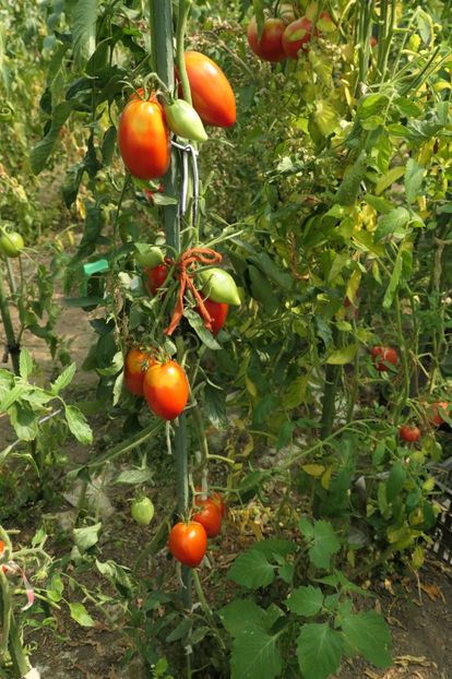 GIANT PLUM RED (32) - GIANT PLUM RED