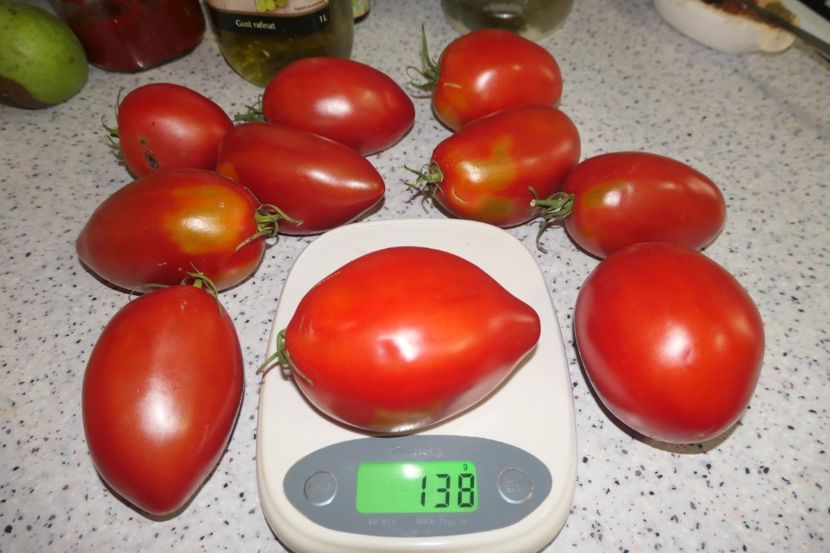 GIANT PLUM RED (49) - GIANT PLUM RED