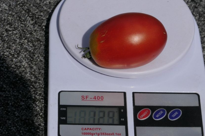 GIANT PLUM RED (52) - GIANT PLUM RED