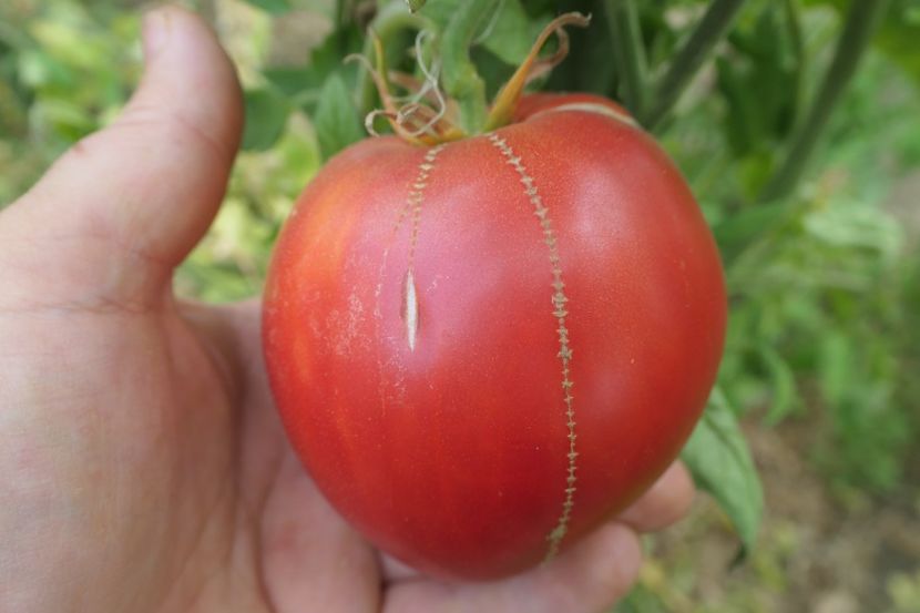 GIGANT INIMĂ DE BIVOL ROZ  (1) - GIGANT INIMĂ DE BIVOL ROZ OPAL