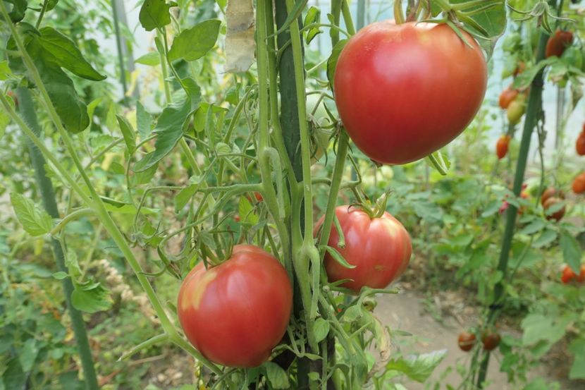 GIGANT INIMĂ DE BIVOL ROZ  (4) - GIGANT INIMĂ DE BIVOL ROZ OPAL