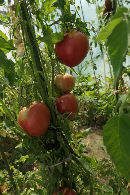 GIGANT INIMĂ DE BIVOL ROZ OPAL (9) - GIGANT INIMĂ DE BIVOL ROZ OPAL