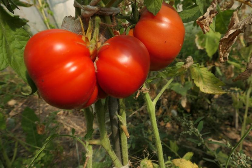 GIGANT MONSTER UKR (1) - GIANT MONSTER UKRAINA