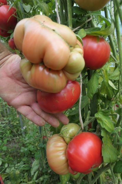 GREEK (5) - GREEK DOMATA